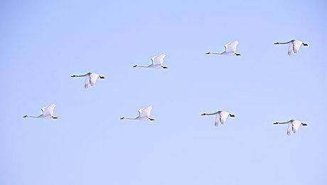 《inZOI》官方声明 本作使用的AI学习内容源头均来自获得许可